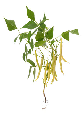 Asparagus bush with leaves isolated on white background.の写真素材