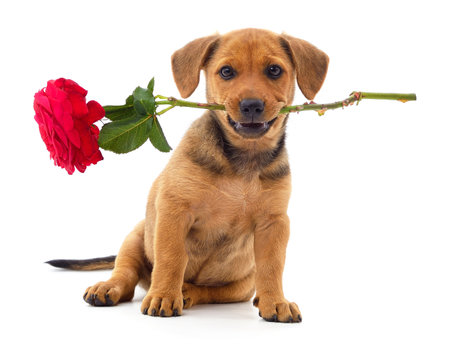 A puppy holding a rose in its mouth isolated on a white background.の写真素材