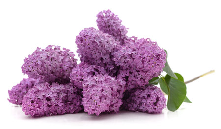 Bunch of purple lilac isolated on a white background.の写真素材