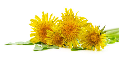 Dandelion with leaves isolated on a white background.の写真素材