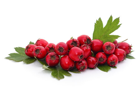 Red rose hips isolated on a white background.の写真素材