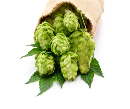 Hop fruits are poured from the bag isolated on a white background.の写真素材