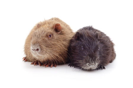 Two young nutria isolated on a white background.の写真素材