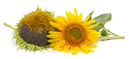 Sunflower seeds isolated on white background.の写真素材