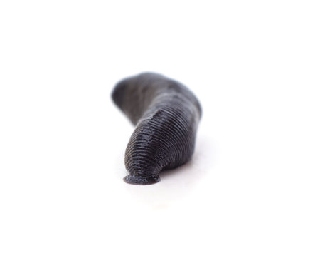 One big black leech isolated on a white background.