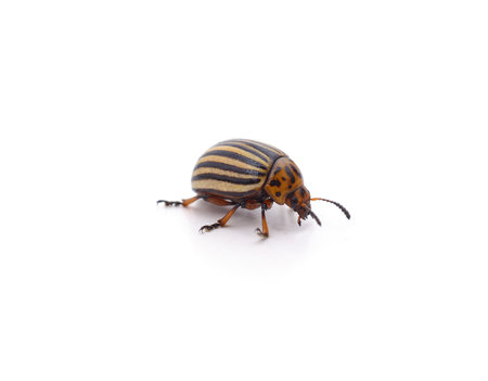 One Colorado potato beetle isolated on a white background.の写真素材