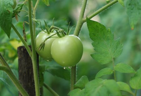 Home-grown unripe green tomatoes on the vine の写真素材