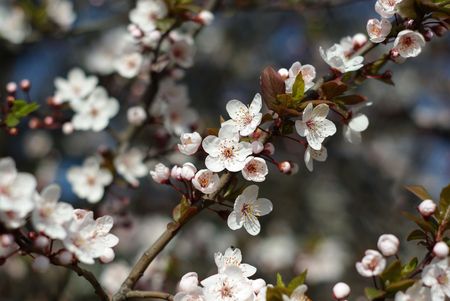 Spring blooming cherry flowers branchの写真素材