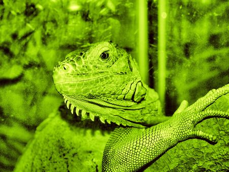 the green pangolinの写真素材