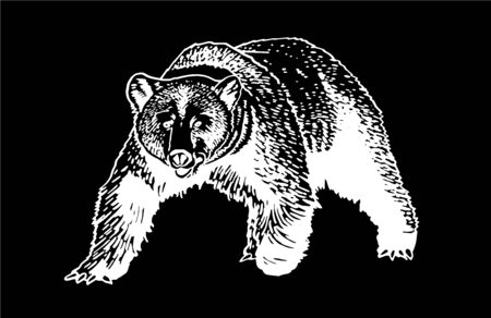 Graphical sketch of grizzly bear isolated on black background, vector engraved illustrationのイラスト素材