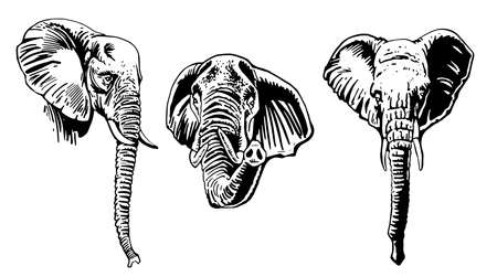 Graphical set of portraits of elephants isolated on white background, vector illustrationのイラスト素材