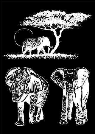 Graphical set of elephants isolated on black, vector illustration, African animalのイラスト素材