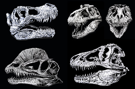 Graphical set of skeletons of dinosaurs isolated on black background, vectorのイラスト素材