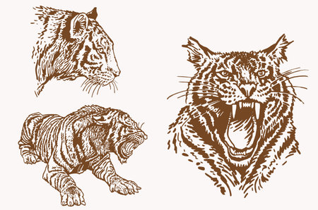 Graphical vintage set of tigers, sepia background,vector illustrationのイラスト素材