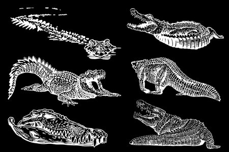 Graphical set of crocodiles isolated on black background,vector illustrationのイラスト素材