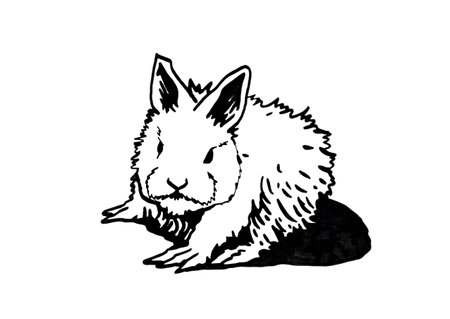 Graphical hand-drawn bunny on white background, vector illustrationのイラスト素材