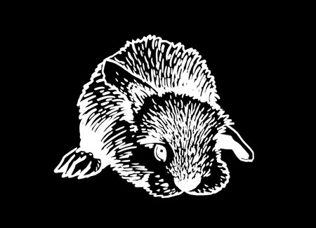 Graphical bunny isolated on black background, engraved illustrationのイラスト素材