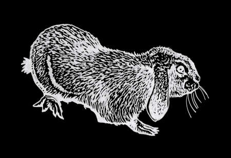 Graphical bunny on black background ,vector illustration for design and printingのイラスト素材