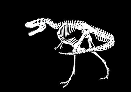Graphical skeleton of tyranosaurus isolated on black background,vector engraved illustration, paleontologyのイラスト素材
