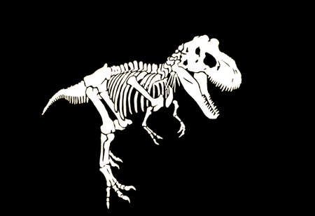 Graphical skeleton of tyranosaurus isolated on black background,vector engraved illustration, paleontologyのイラスト素材