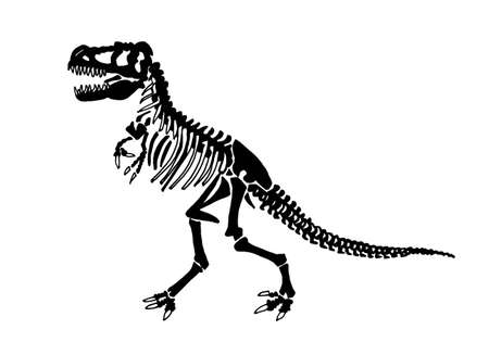 Graphical skeleton of tyrannosaurus isolated on white background,vector illustration ,fossilsのイラスト素材