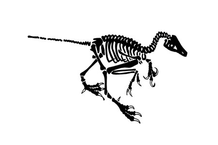 Graphical Skeleton Of Albertonykus Isolated Vector Fossils Of Alvarezsaurid Dinosaur From The Maastrichtian Ageのイラスト素材 イメージマート