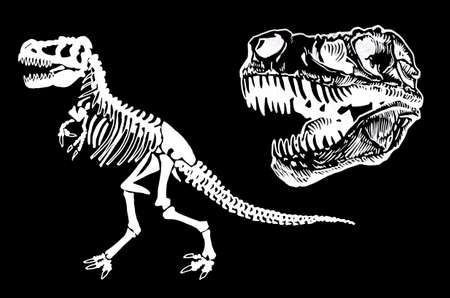 Graphical set of dinosaur skeletons on black background,vector engraved illustration ,archeologyのイラスト素材