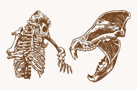 Graphical vintage skeleton of bear and skull ,fossilsのイラスト素材
