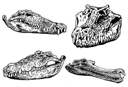 Graphical set of skulls of crocodiles isolated on white background,vector elements,water dinosaurの写真素材