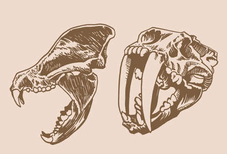Graphical vintage two skulls of saber-toothed tiger,paleontological vector elementsのイラスト素材