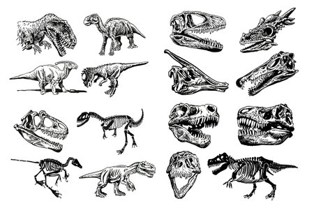 Graphical big set of dinosaurs isolated on white background,vector illustrationのイラスト素材