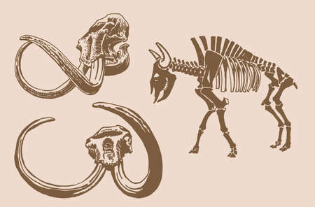 Graphical vintage set of skeleton of bison and skulls of mammoth , vector elementのイラスト素材