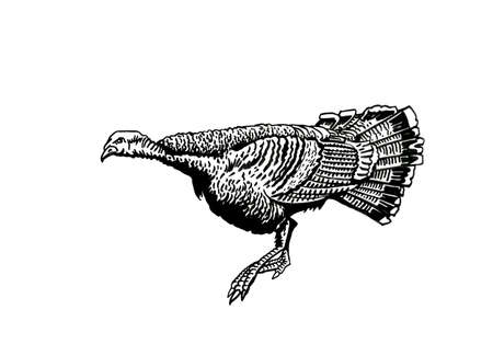 Graphical vector turkey on white background, domestic bird, thanksgiving day elementのイラスト素材