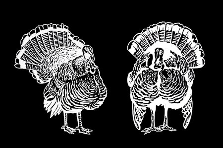 Graphical set of turkeys isolated on black , vector thanksgiving elements, engraved illustrationのイラスト素材