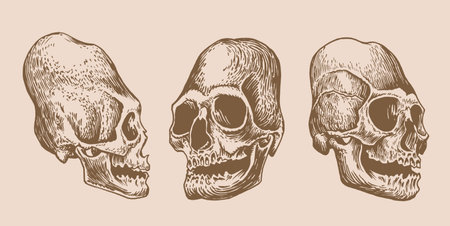 Graphical vintage set of Mayan skulls , long skull of ancient tribe, vector illustration, .Paleontological artifactのイラスト素材