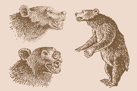 Graphical vintage set of bears , sepia background,vector illustrationのイラスト素材