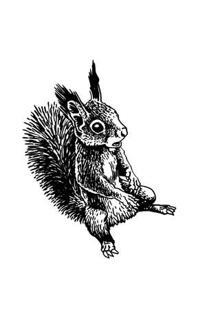 Graphical squirrel isolated on white background, vector ink pen illustrationのイラスト素材