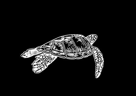 Graphical vintage illustration of turtle, sepia background, sealife animalのイラスト素材