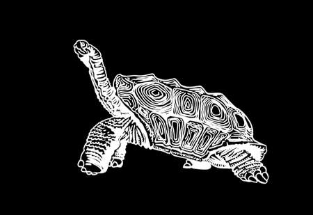 Graphical vintage illustration of turtle, sepia background, sealife animalのイラスト素材