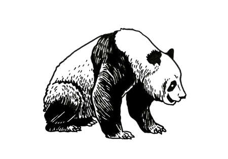 Graphical cute panda isolated on white ,vector illustrationのイラスト素材