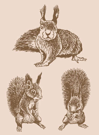 Graphical vintage set of squirrels, rodents, sepia illustrationのイラスト素材