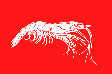 Color illustration of shrimp on red background,vector sea-foodのイラスト素材