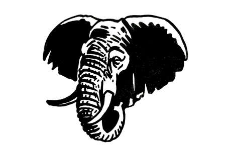 Graphical portrait of elephant iaolated on white background,vector elementのイラスト素材