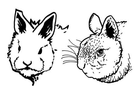 Graphical two portraits of fluffy bunny isolated on white background,vectorのイラスト素材