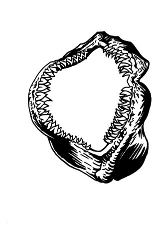 Graphical jaw of shark isolated on white, Megalodon jaw element.Vector illustration. Vector illustrationのイラスト素材