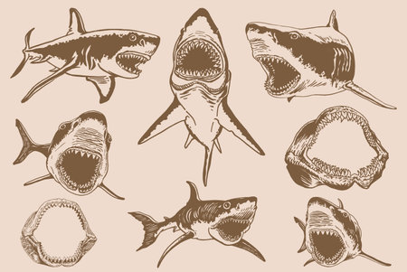 Graphical big vintage set of sharks and jaws , sepia background,vector elements , great white shark. Vector illustrationのイラスト素材