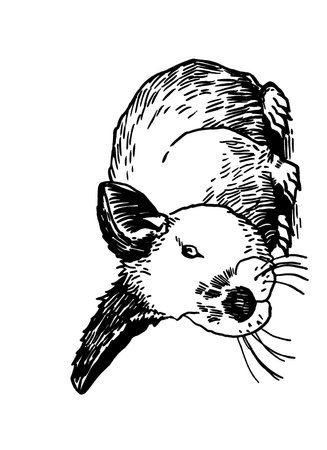 Graphical cute bunny sitting isolated on white,vector element, fluffy petのイラスト素材