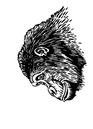 Graphical portrait of gorilla isolated on white , vector head of monkey, illustration. Vector illustrationのイラスト素材