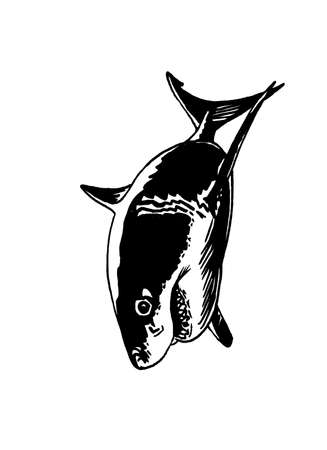 Graphical hand-drawn shark with sharp teeth isolated on white.Marine life habitantのイラスト素材