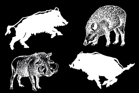 Graphical set of wild hogs isolated on black,ink pen boars,vector engraved illustration. Vector illustrationのイラスト素材